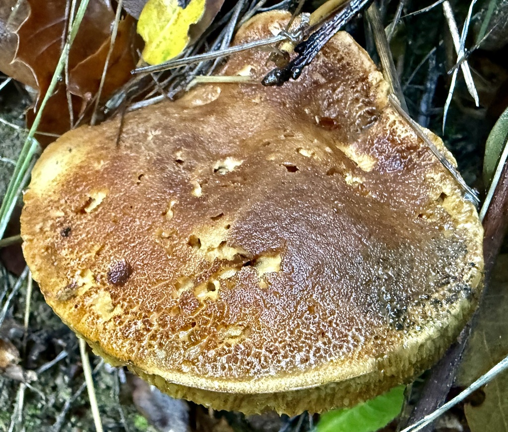Xerocomus subtomentosus · November 2025 · photo: © hllrnnr (iNaturalist, cc0)