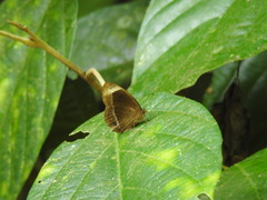 Mycalesis anaxias