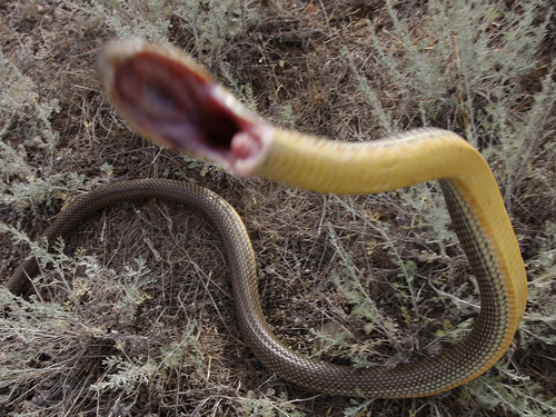 Caspian Whipsnake, Ахтубинский р-н, Астраханская обл., Россия, photo 7 of 10