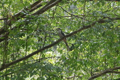 Ocyceros gingalensis