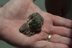 Persephona aquilonaris