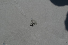 Persephona aquilonaris