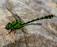 Ophiogomphus obscurus