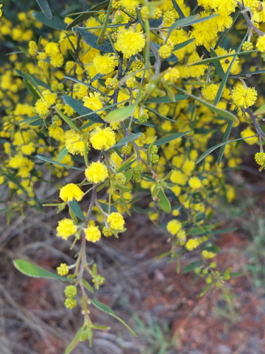 Acacia ixiophylla, photograph 6