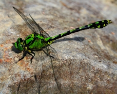 Ophiogomphus obscurus