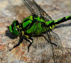 Ophiogomphus obscurus