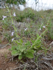 Salvia triangularis