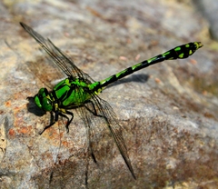 Ophiogomphus obscurus