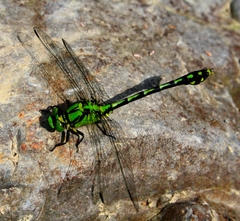 Ophiogomphus obscurus
