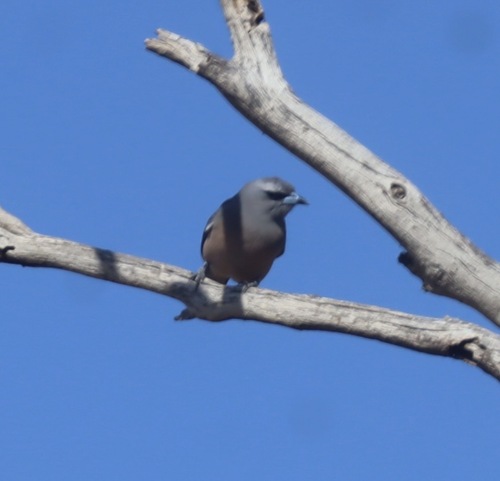 White-browed Woodswallow