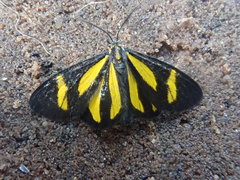 Cyllopoda claudicula