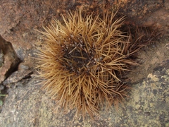 Copiapoa atacamensis