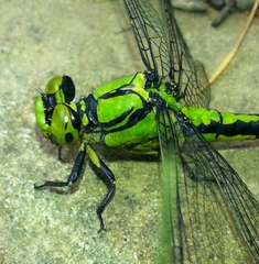 Ophiogomphus obscurus