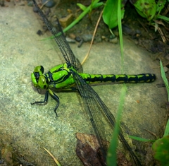 Ophiogomphus obscurus