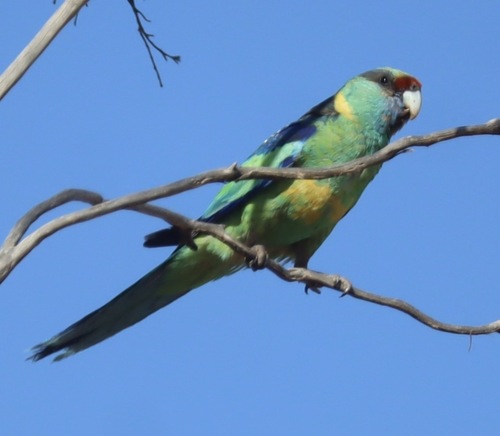 Australian Ringneck