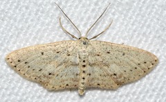 Scopula aemulata