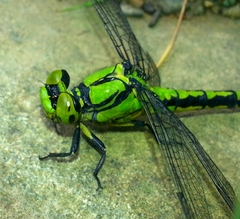 Ophiogomphus obscurus