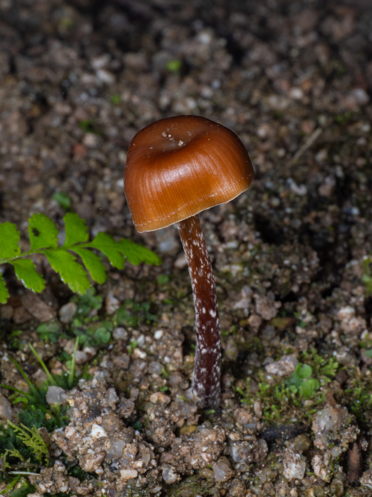 Psilocybe hoogshagenii · November 2025 · photo: © alan_rockefeller (iNaturalist, cc-by-sa)