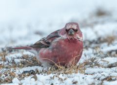 Carpodacus roseus