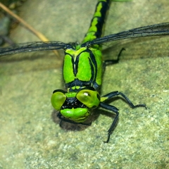 Ophiogomphus obscurus