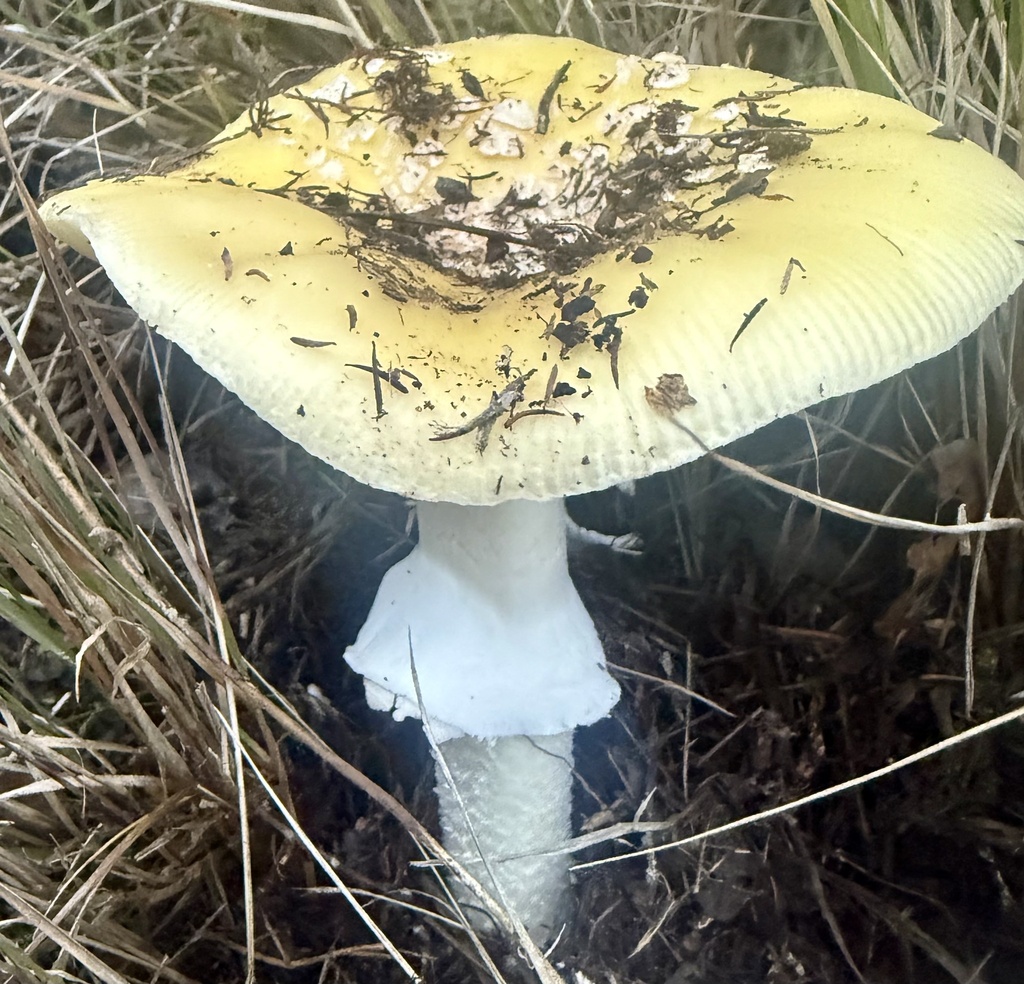 Amanita calyptroderma · November 2025 · photo: © hllrnnr (iNaturalist, cc0)