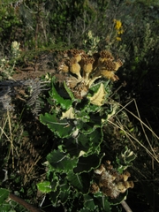 Scrobicaria ilicifolia
