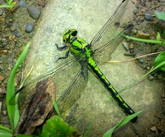 Ophiogomphus obscurus