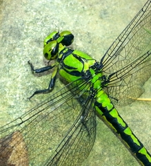 Ophiogomphus obscurus