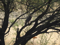 Accipiter cooperii