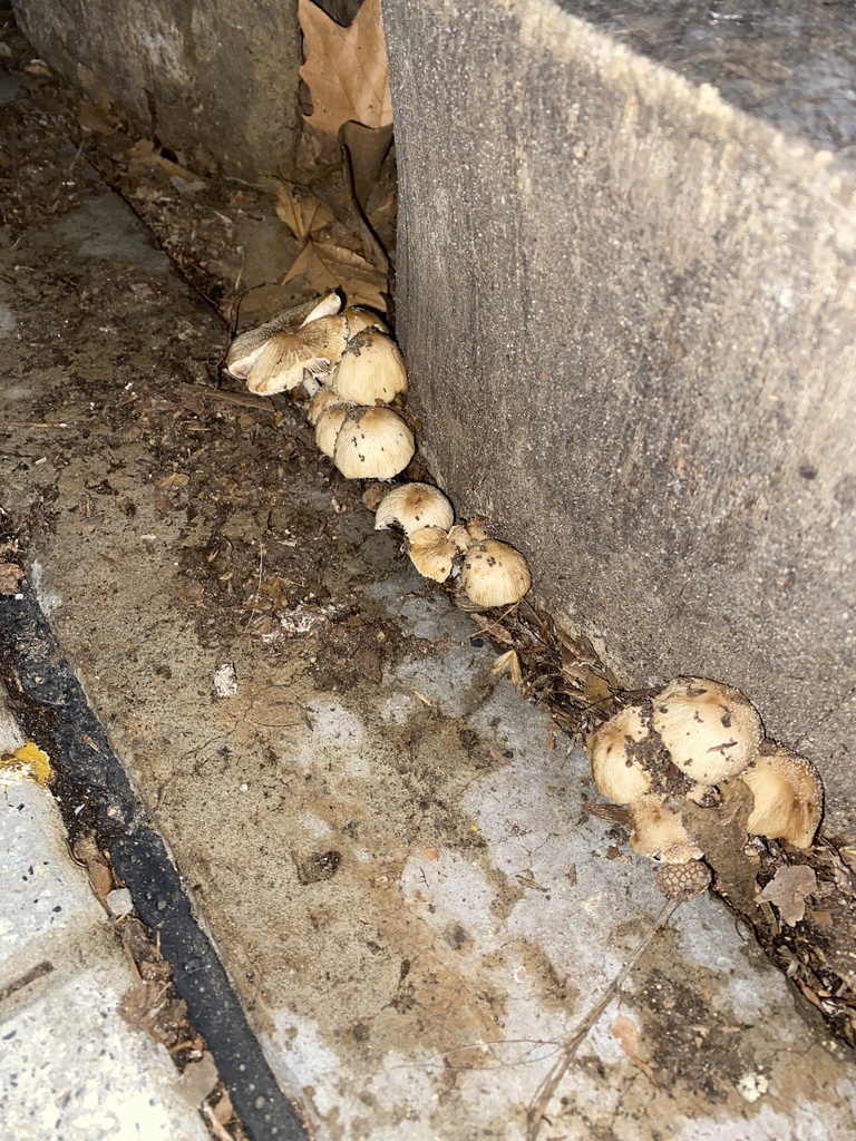 Coprinellus micaceus · August 2025 · photo: © carancho (iNaturalist, cc-by)