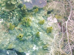 Siphonodictyon coralliphagum