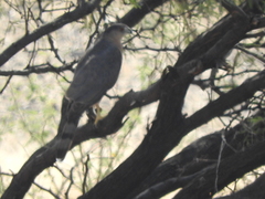 Accipiter cooperii