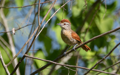 Thamnophilus torquatus