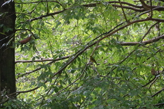 Iole indica