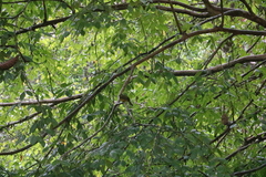 Iole indica