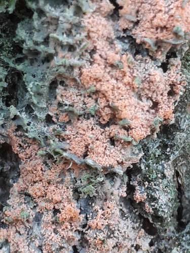 Dvisporis plėviagrybis nuotrauka