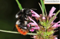 Bombus pyrosoma