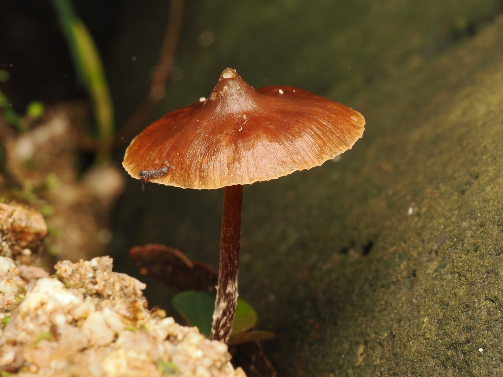 Psilocybe hoogshagenii