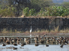 Ardea alba