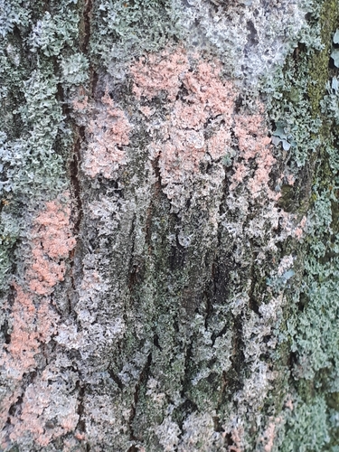 Dvisporis plėviagrybis nuotrauka