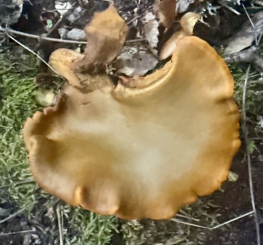 Omphalotus olivascens · November 2025 · photo: © hllrnnr (iNaturalist, cc0)