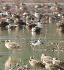 Himantopus mexicanus