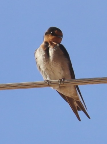 Welcome Swallow