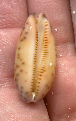 Cypraea scurra observed 2025-07-27