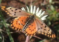Acraea anacreon