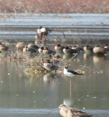 Himantopus mexicanus