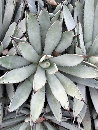 Agave macroacantha