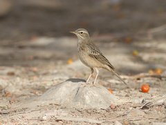 Anthus similis