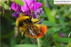 Bombus pyrosoma