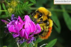 Bombus pyrosoma